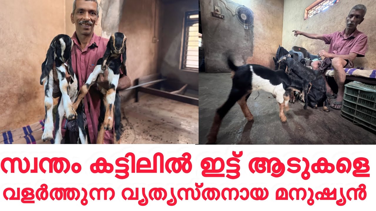 സ്വന്തം കട്ടിലിൽ ഇട്ട് ആടുകളെ വളർത്തുന്ന ഒരു ചേട്ടൻ 💕#GOT