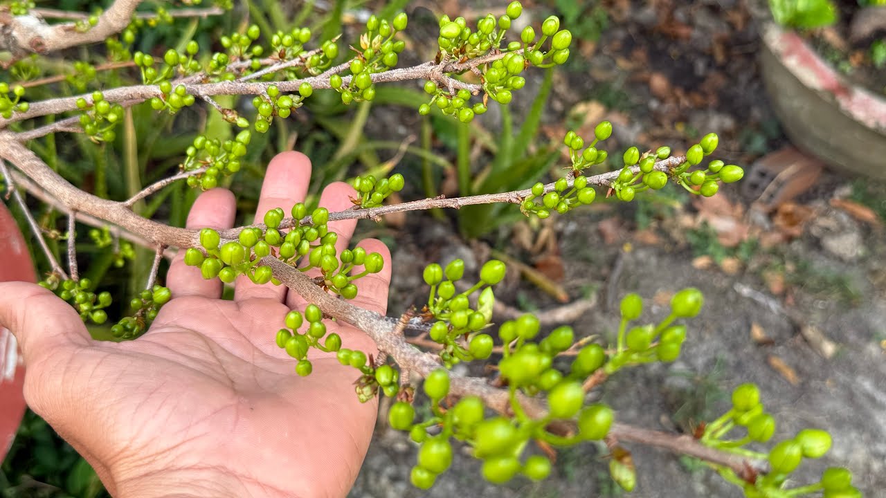 Canh nụ mai ngày 22/12, chia sẽ cách hãm an toàn mai nở sớm tránh rụng nụ, tăng tốc mai nở trể.