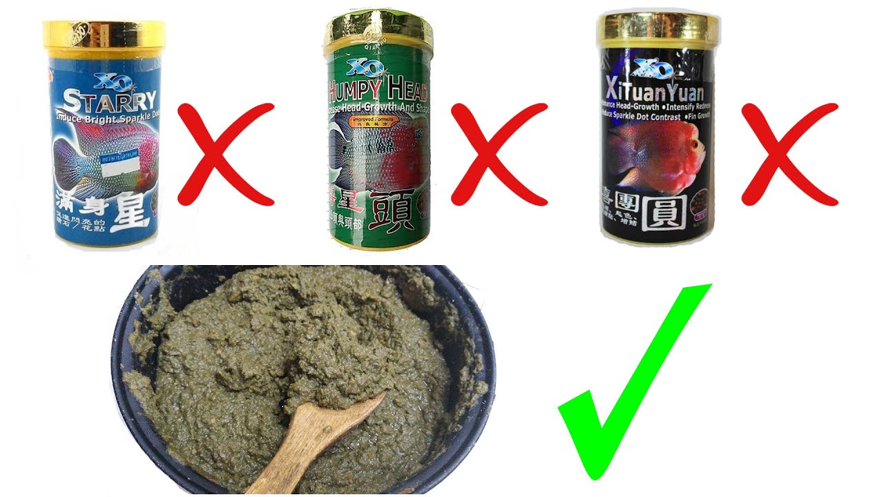 HOW TO : Make Flowerhorn Food SECRETS REVEALED
