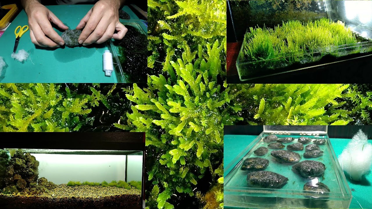 Яванский мох на камнях в синтипоне выращивание на суше/Javanese moss on stones in synttipon cultivat