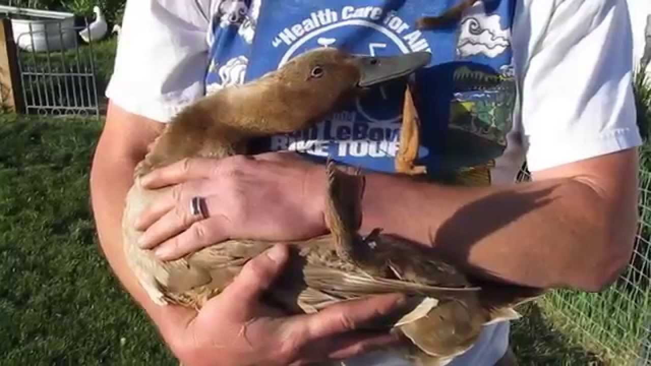 Pet Duck is High On Mushrooms...