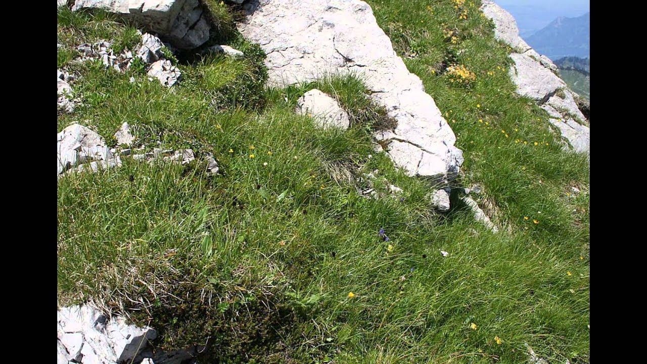 НИГРИТЕЛЛА  (NIGRITELLA)  сем. Орхидные