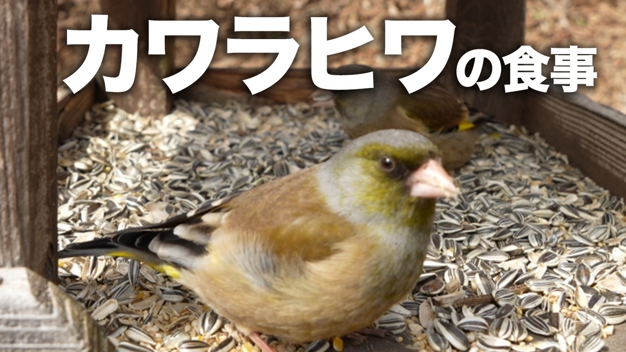 【エサ台定点カメラ】常連さんのカワラヒワ | 2026年3月13日