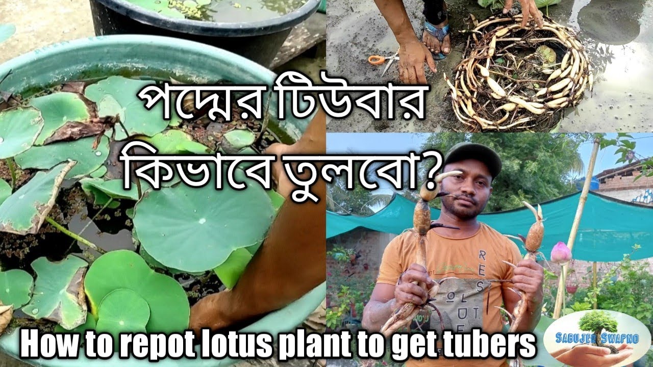 How to repot a lotus plant to get tubers||পদ্মের টিউবার কিভাবে তুলবো? #lotus #sabujerswapno