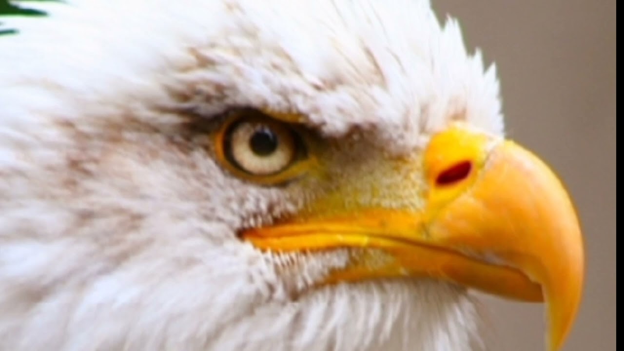 Eiye says happy birthday 🎂 to  F.R one of Grenoble 🎂