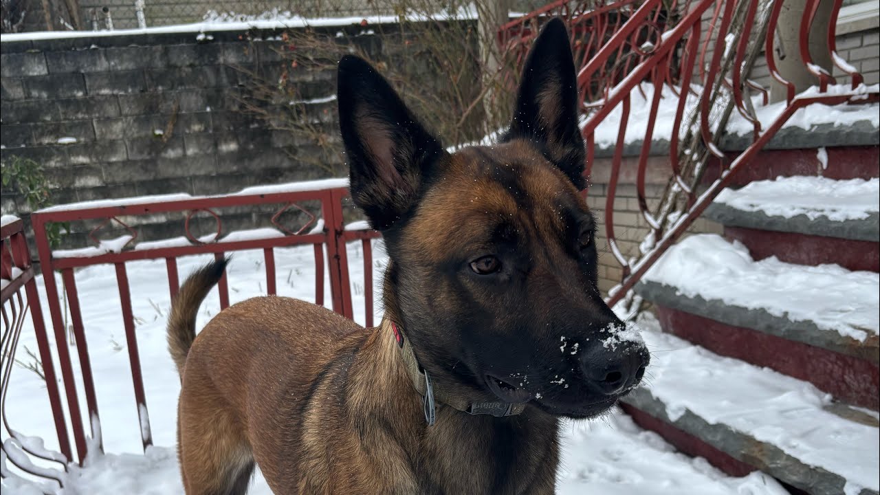 Belgian Malinois 🌼#belgianmalinois #shortvideo #workingdogtraining