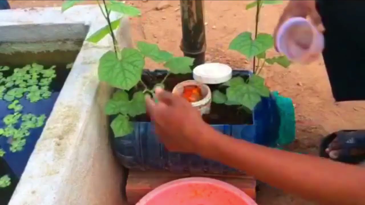 How to grow watermelon in a disposable plastic container | Build bamboo poles for crops