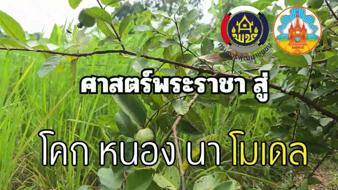 โคก หนอง นา พัฒนาชุมชน แปลงนายยุทธศิลป์  โคสาราช