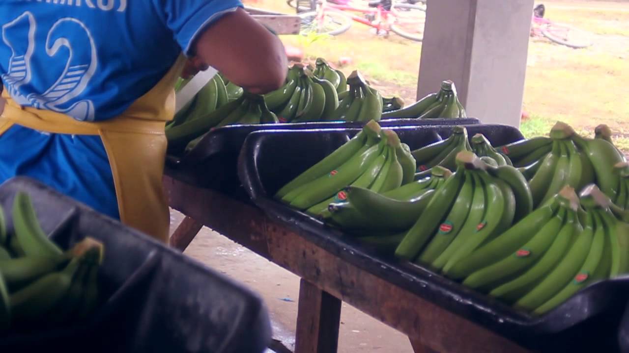 Urabá Antioquia /Banano/ proceso de empaque.