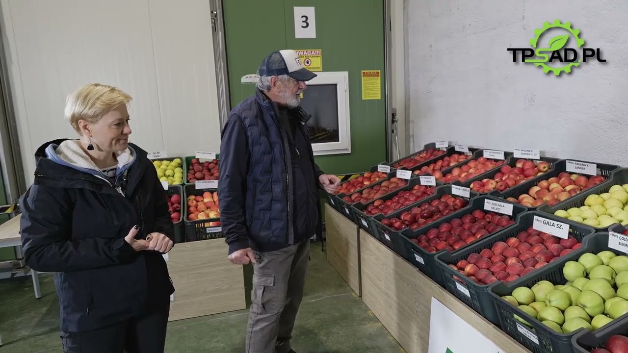 Te odmiany jabłek sprawdzają się w polskich sadach