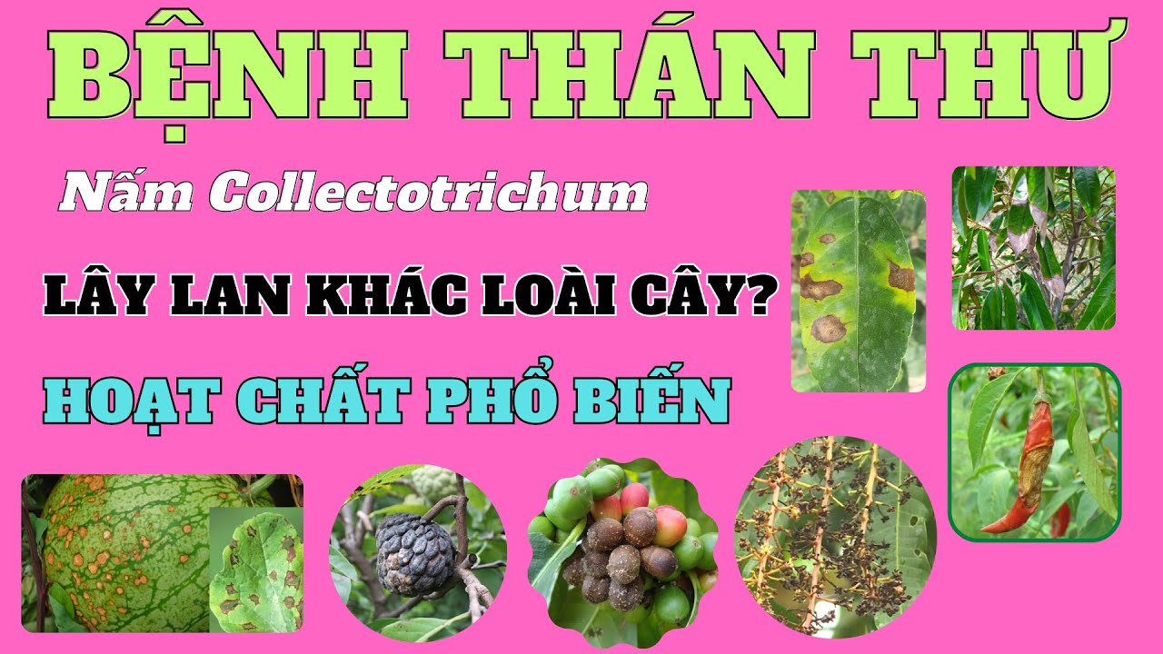 Bệnh thán thư có lây lan khác loài cây? Các hoạt chất phổ biến để phòng trị?