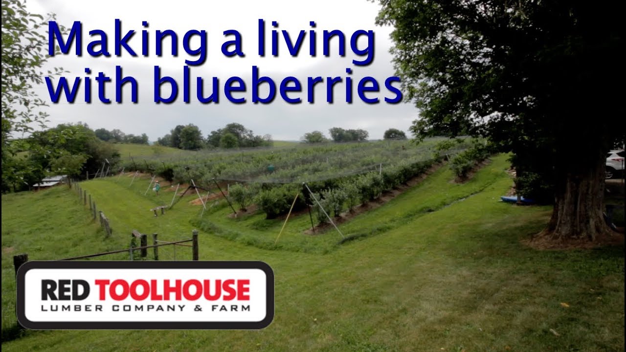ep129: Blueberries are the bumper crop for this farm
