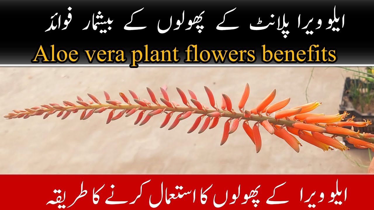 Aloe vera plant flowers benefits and use | aloe vera flowers ka istamal #aloeveraflowers #aloevera