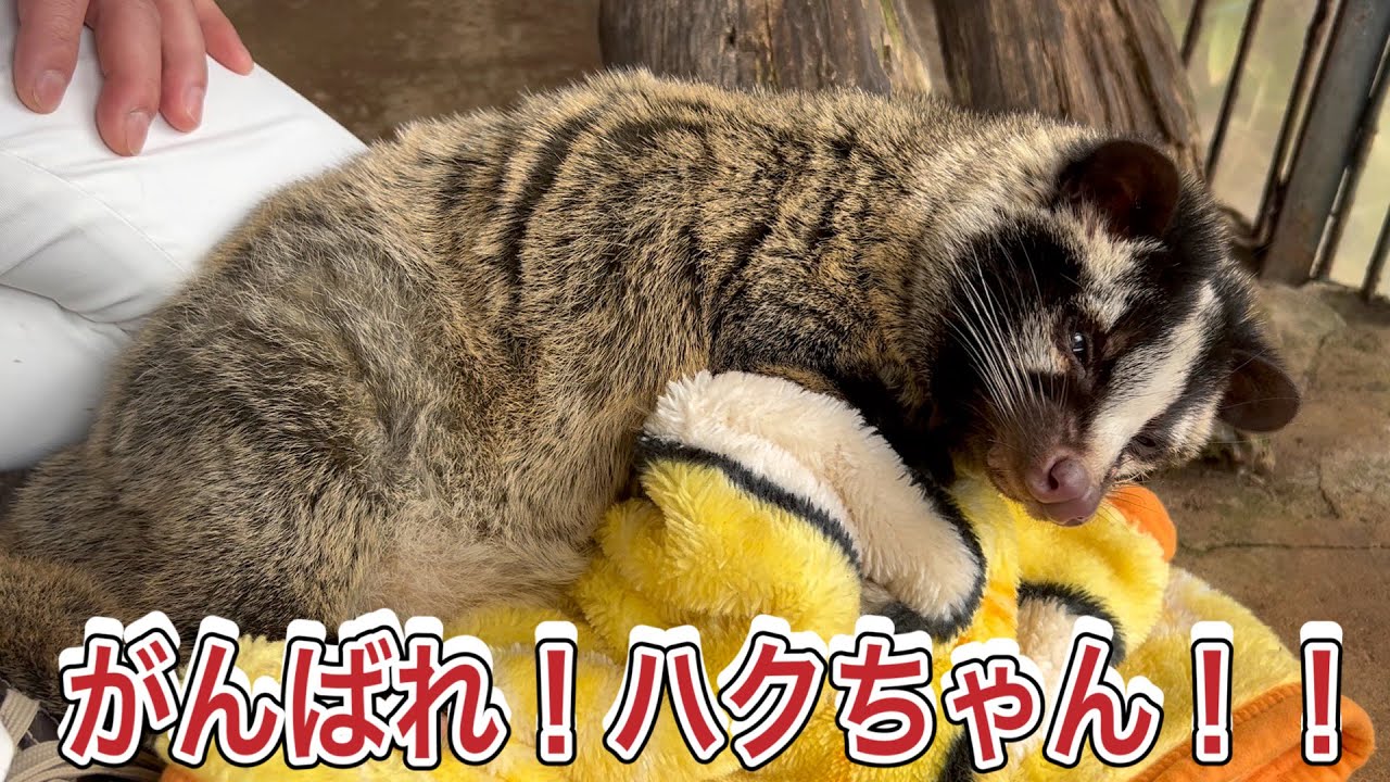 がんばれ！ハクビシンのハクちゃん！！
