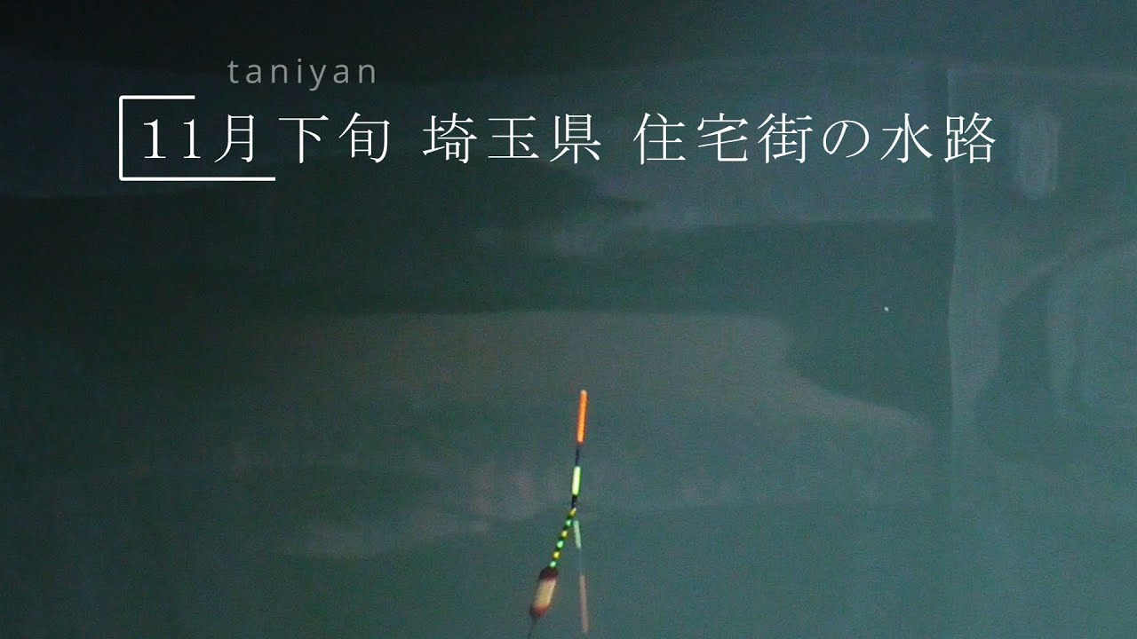 11月下旬 埼玉県川口市 住宅街の水路でヘラブナ釣り