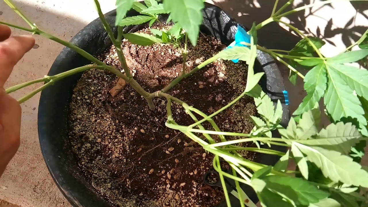 Cortando planta de marihuana Macho