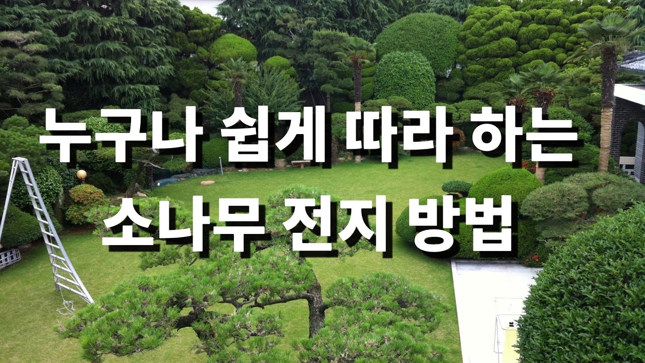 소나무 전지방법 초보자도 실수하지 않고 쉽게 소나무 전지방법을 상세히 설명합니다
