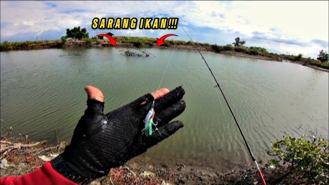 BENAR DUGAAN SAYA KAYU RUBUH INI DIHUNI BANYAK IKAN ‼️