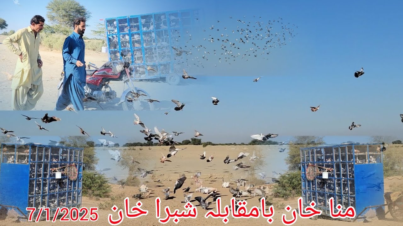 Muna Khan vs. Shabra Khan: The Grand Pigeon Showdown, Who Will Take the Lead