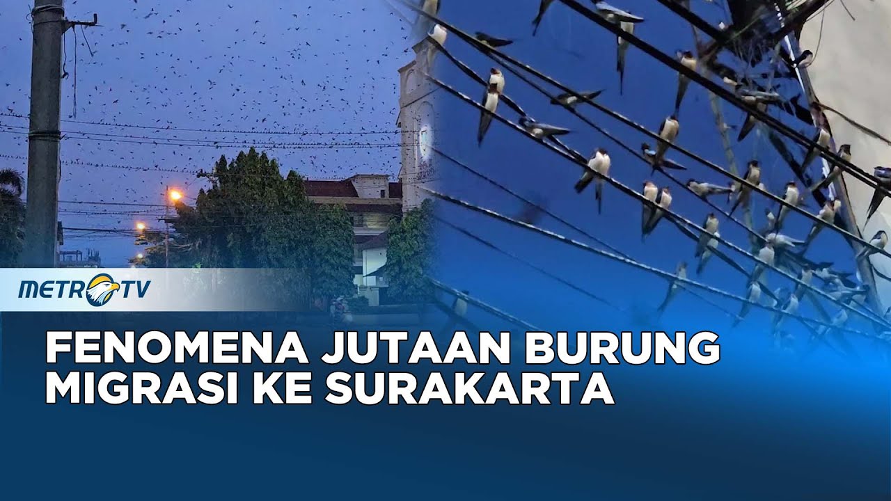 Ribuan Burung Layang-Layang Migrasi ke Solo, Hingga April Mendatang