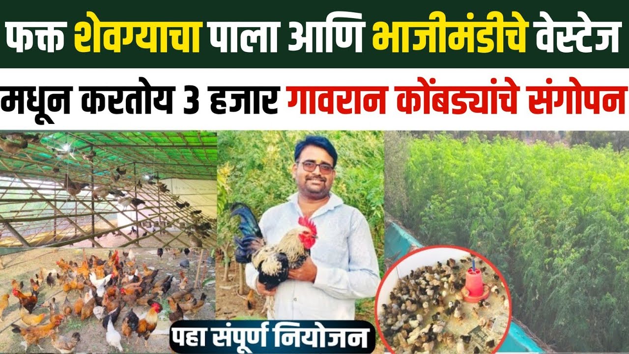 Gavran Kombadi Palan | Kombdi Palan in Marathi | कोंबडी पालन व्यवसाय माहिती | Desi Kombadi Farm