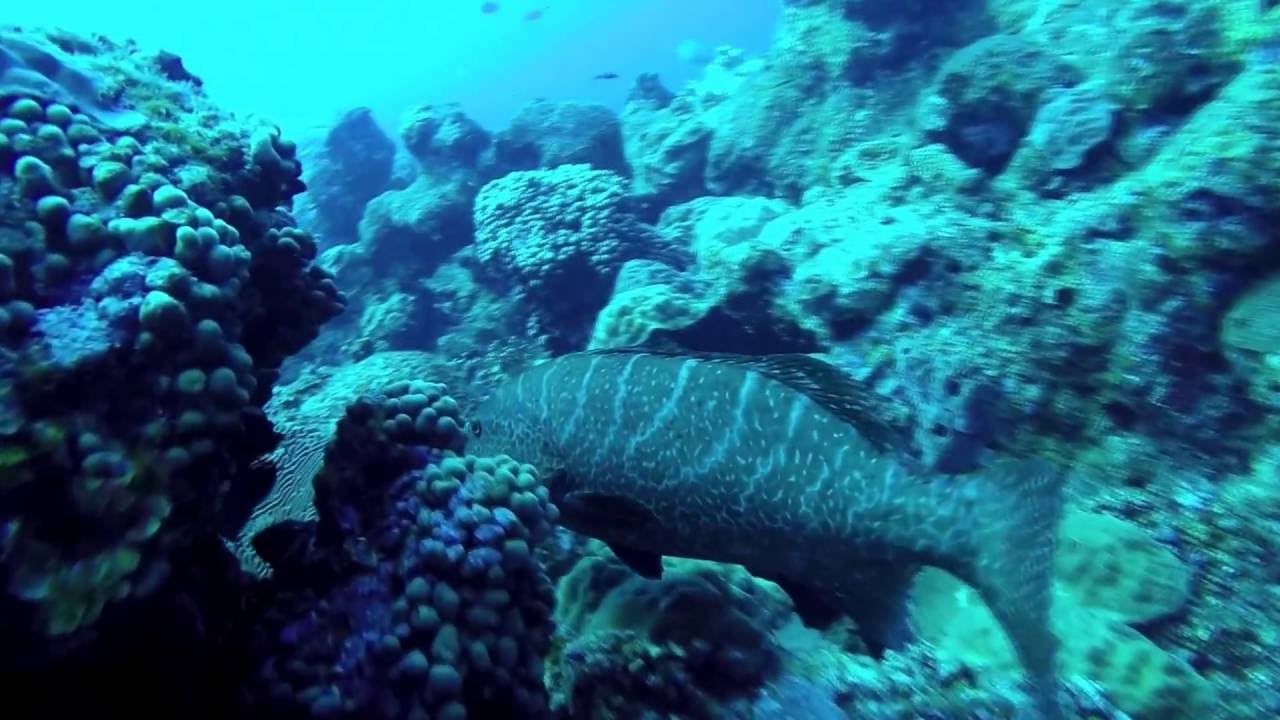 2016 Flower Garden Banks National Marine Sanctuary Lionfish Invitational