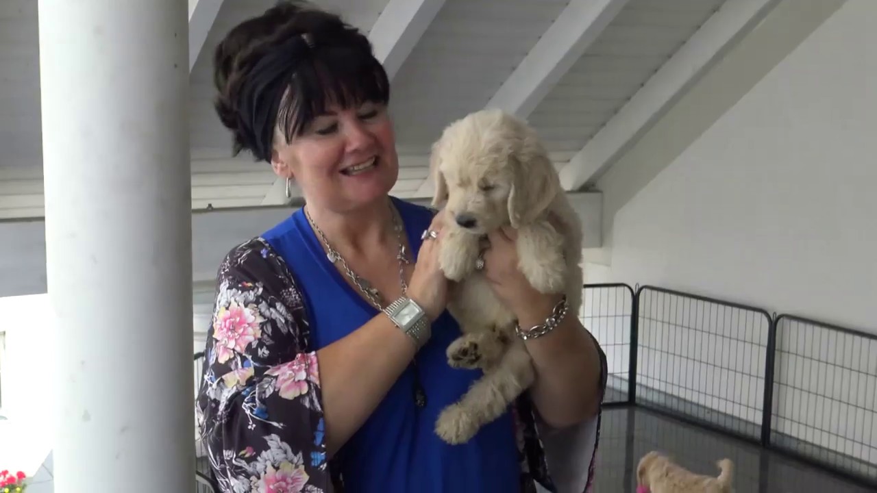 Goldendoodle Welpen mit 7 Wochen www.welpenvermittlung-hunde.at
