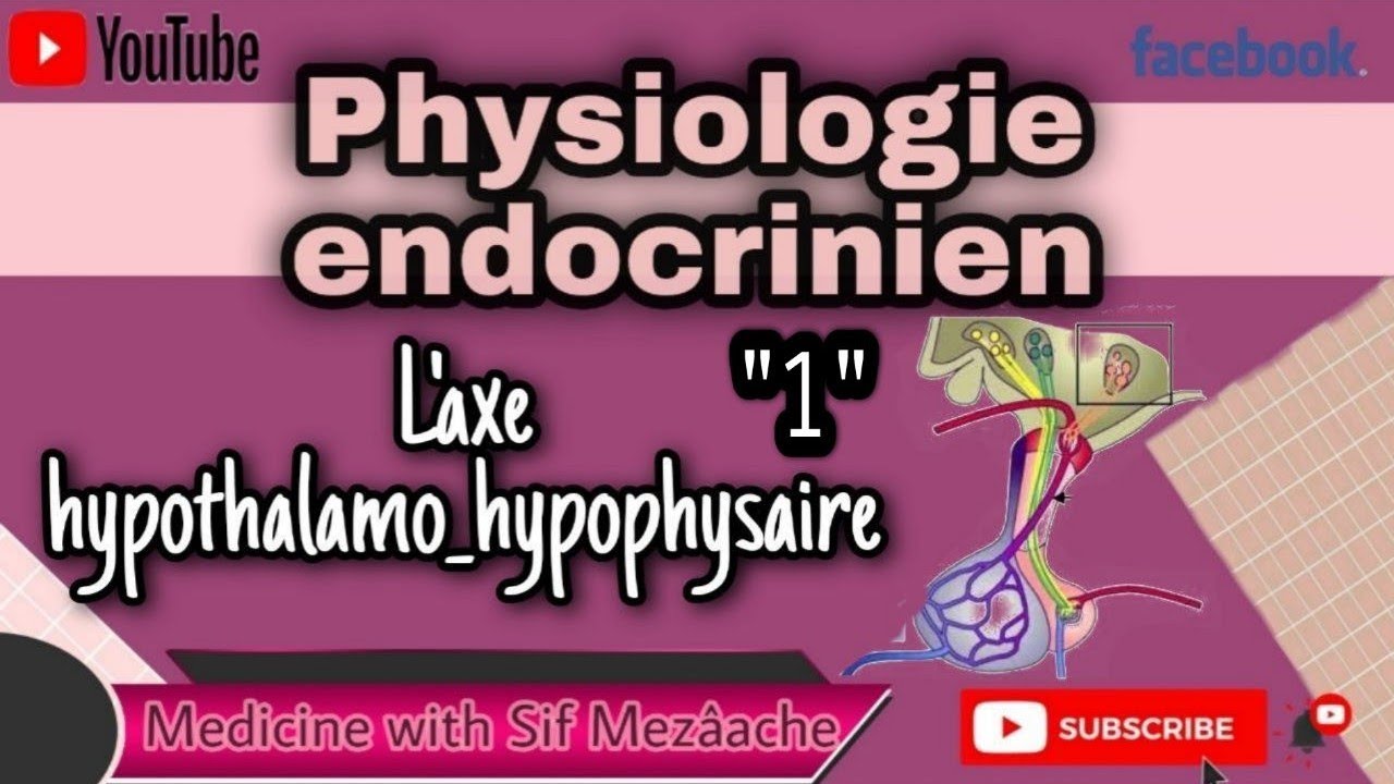 1.1/ Axe Hypothalamo Hypophysaire [ Partie 01] | Physiologie 2éme MED