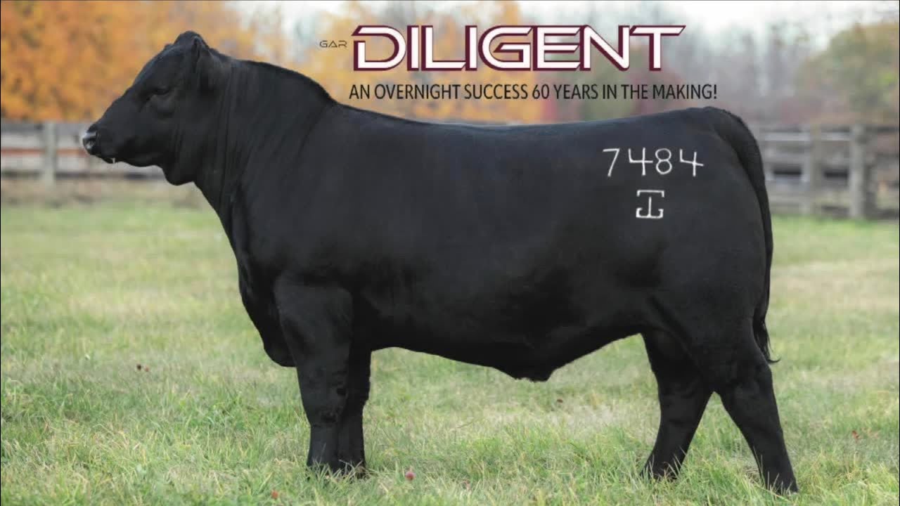 G A R Diligent Overview with Mark Gardiner