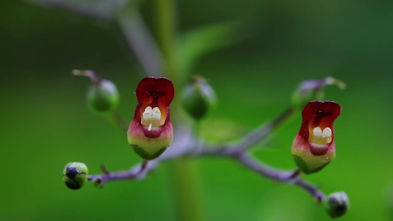 개현삼-  Gray's figwort