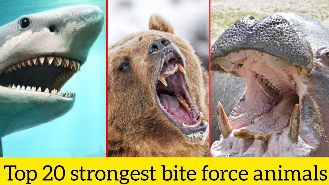 20 sab se mazbot Bite force waly Janwar dunya me