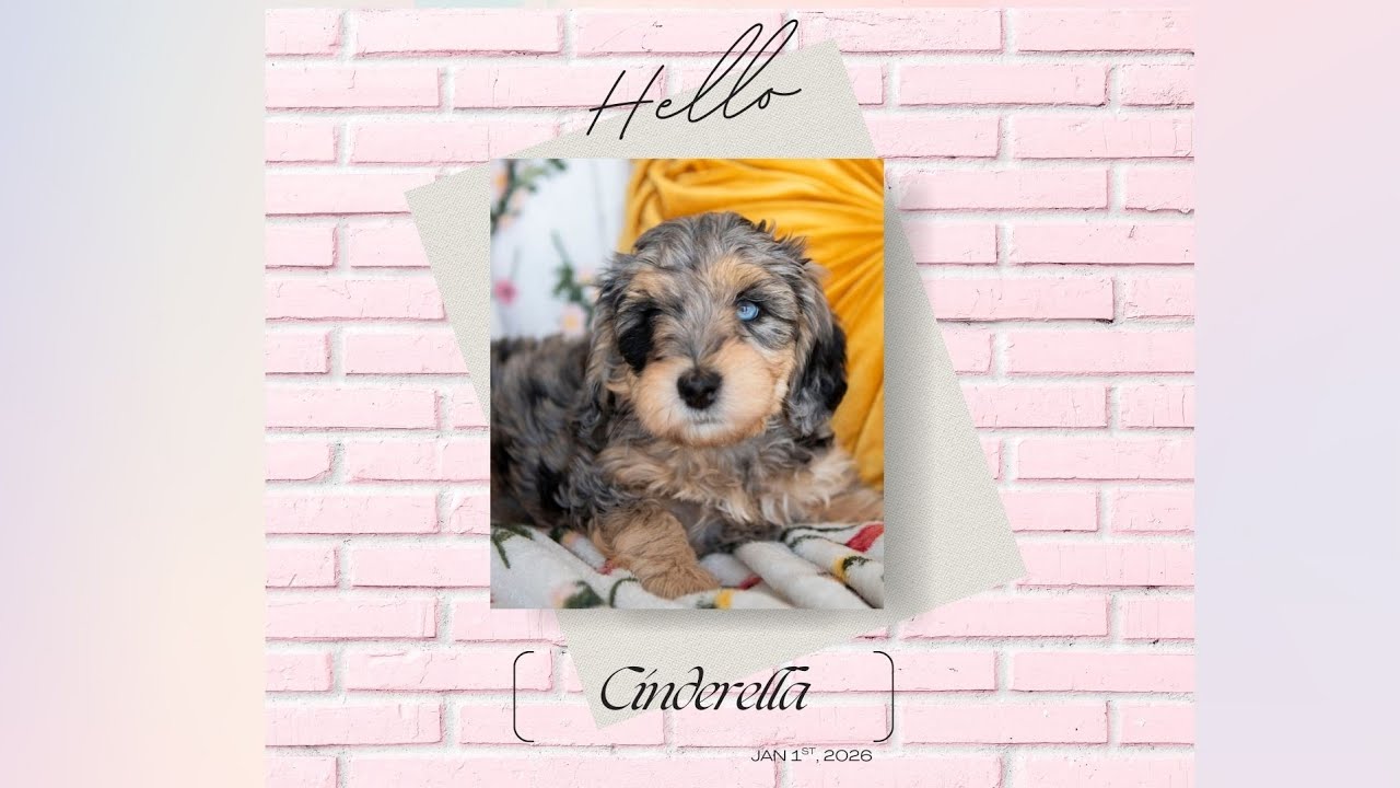 Cinderella 's Temperament Evaluation 