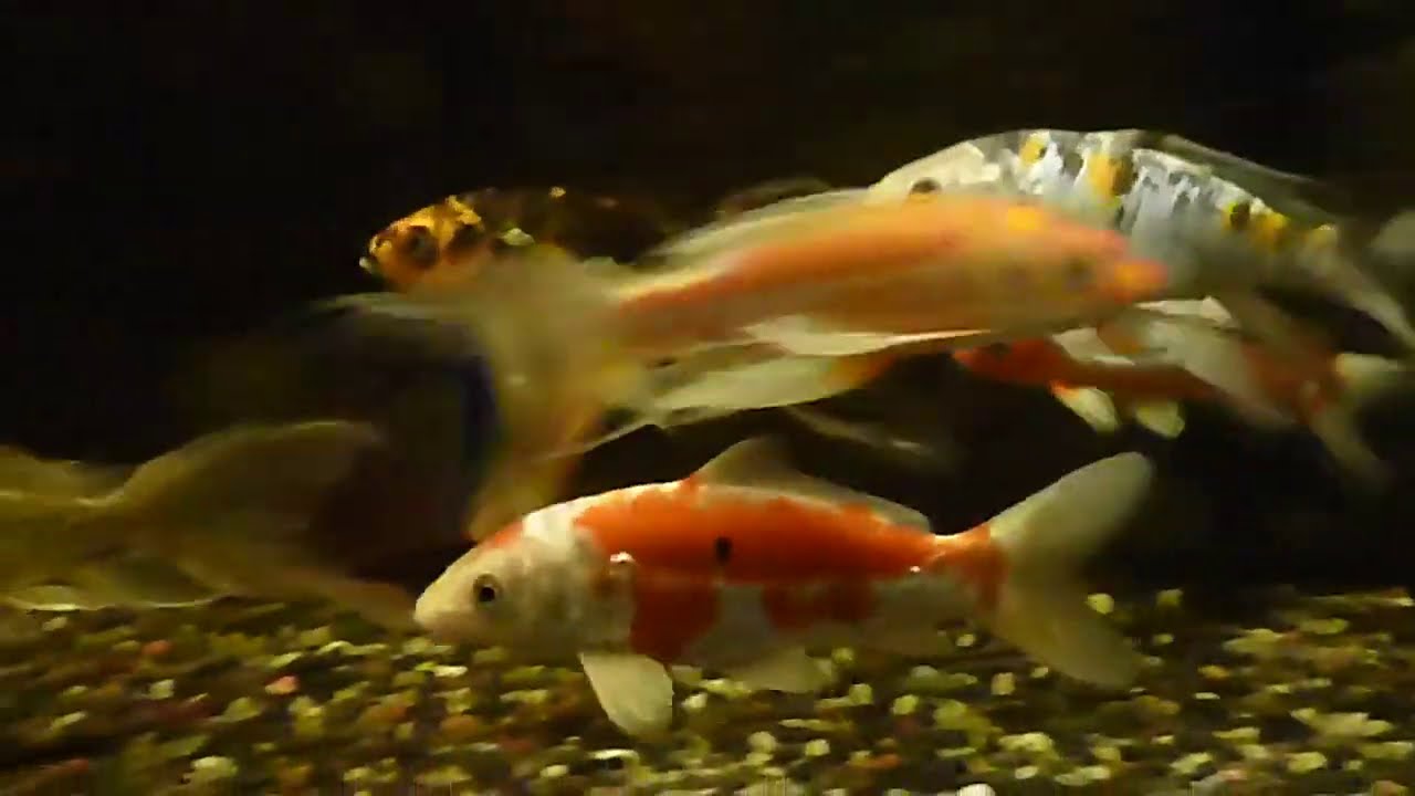 Keeping Koi in a 50 Gallon Aquarium