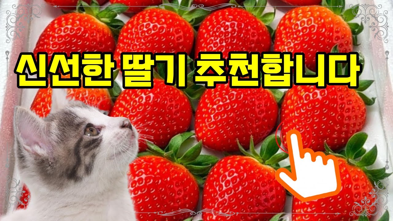 ❤️추천 딸기 🍓 신선하고 달콤한 논산 킹스베리 딸기, 지금 바로 만나보세요! 🚚✨