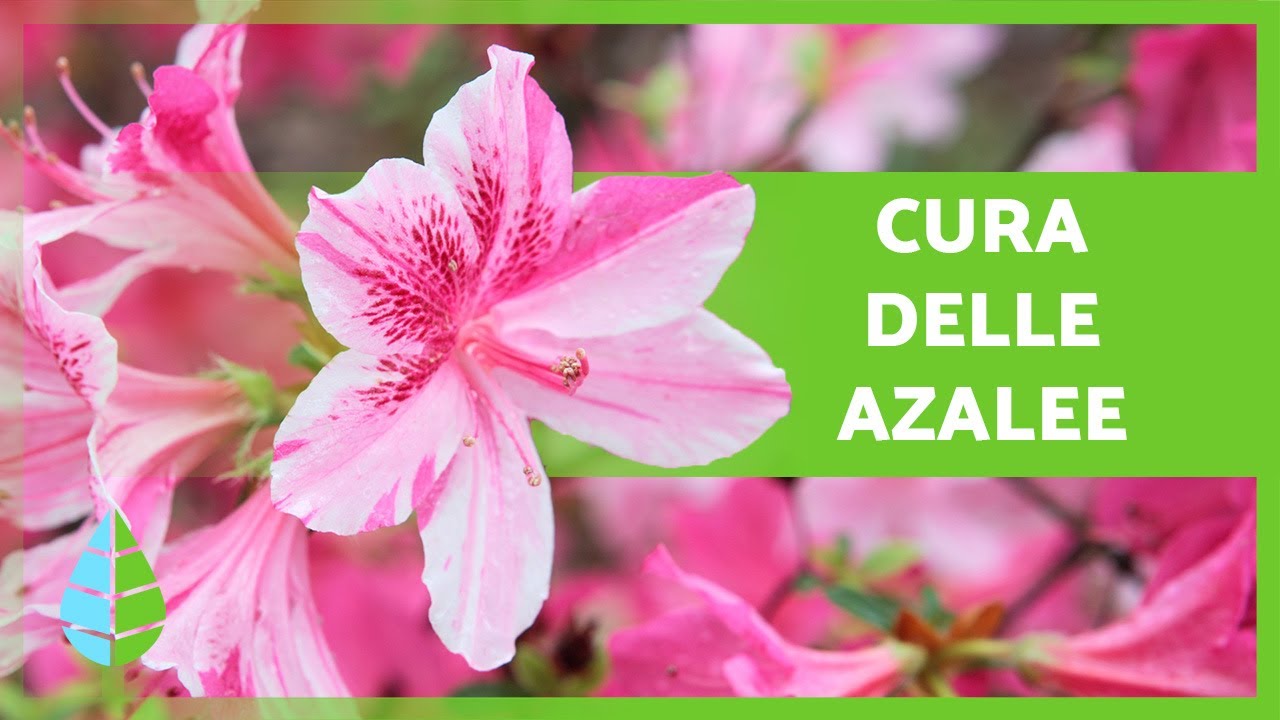 Come prendersi CURA delle AZALEE 🌸 (Pianta, Riproduzione, Irrigazione e altro)