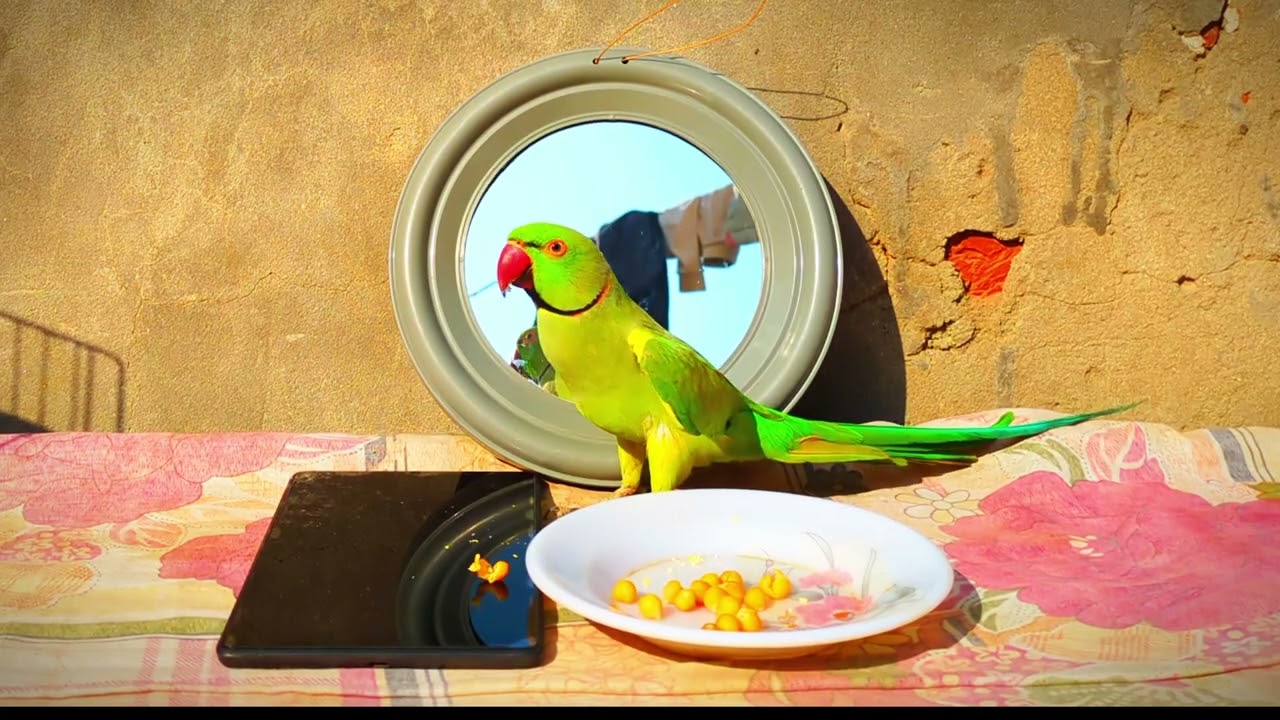 Mor Ke Paas Baitha Tota Chane Khata Hua | FunnyParrotShow 🦜