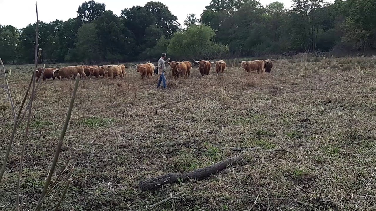 Beauceron lignée troupeau sur un lot de bovins