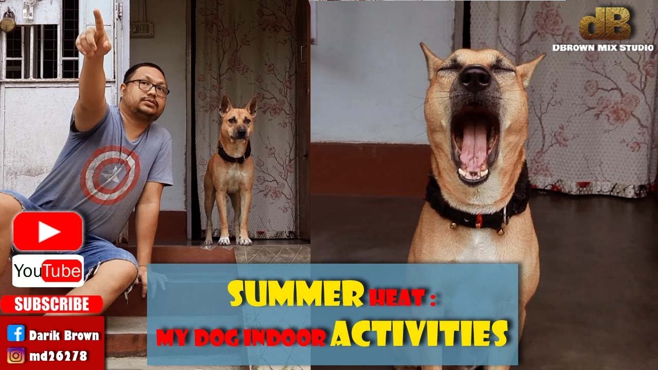 Summer Heat : My Dog Indoor Activities