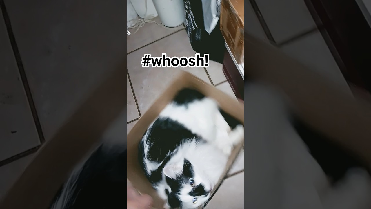 #catsbeingcats #tuxedocat #catsrule #tuxedocats #kittyplaying #funtime #whoosh