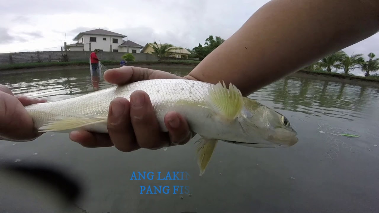 BANGUS SA PINALAGDAN