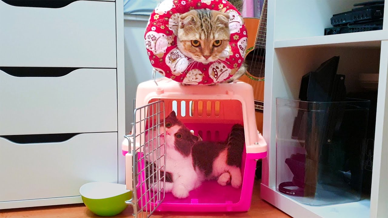 Coco Hijacks Kitten Luna's Home