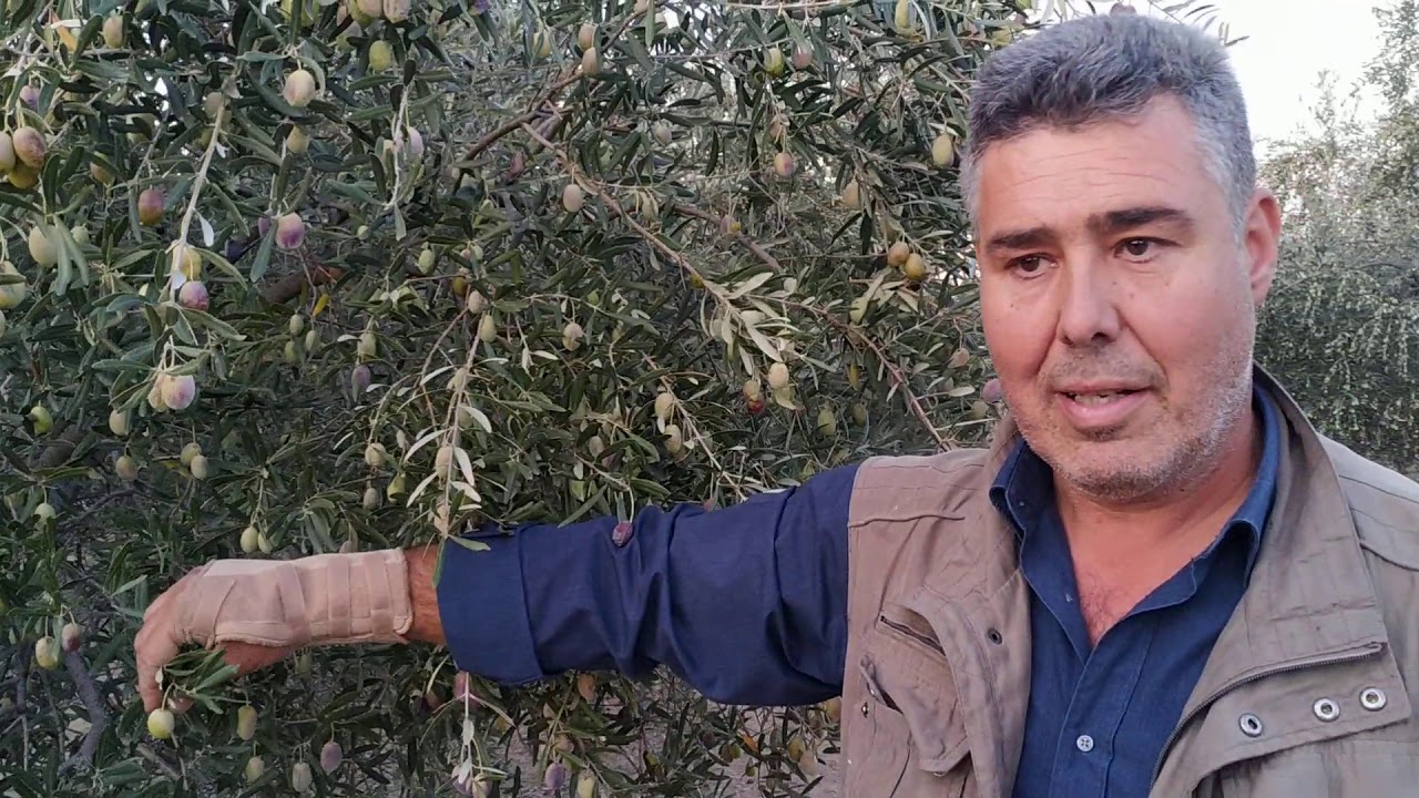 Ελαιόδενδρα ποικιλίας Τιμίου Προδρόμου.