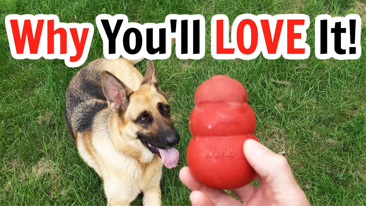 KONG Dog Toy Review: Bodhi's Favorite Chew Toy!