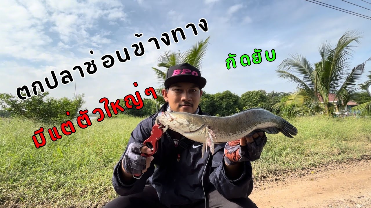 ตกปลาช่อนไซต์ใหญ่ กัดยับ