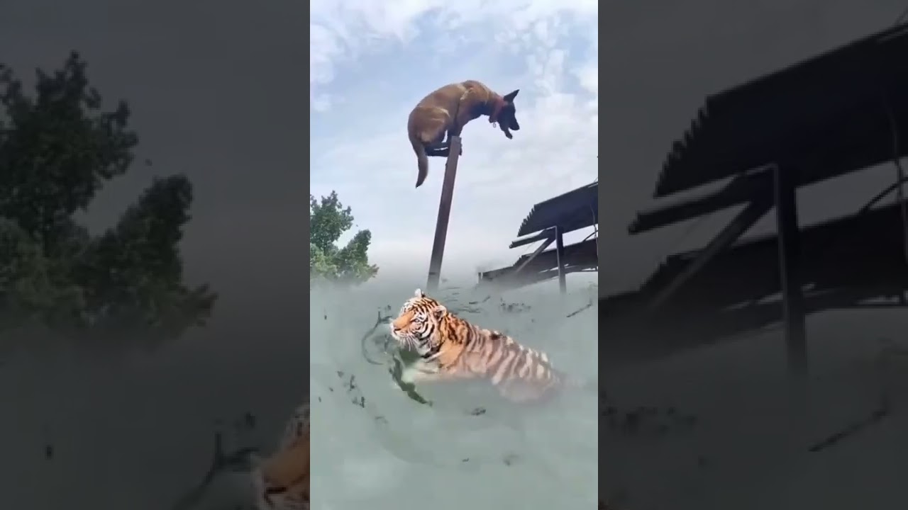 tiger eating dog 🐕
