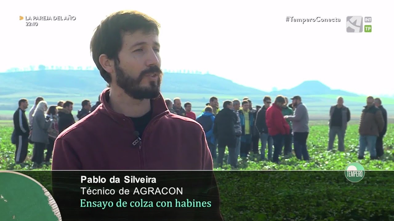 Ensayo colza asociada con leguminosas. Tempero (Aragón TV)