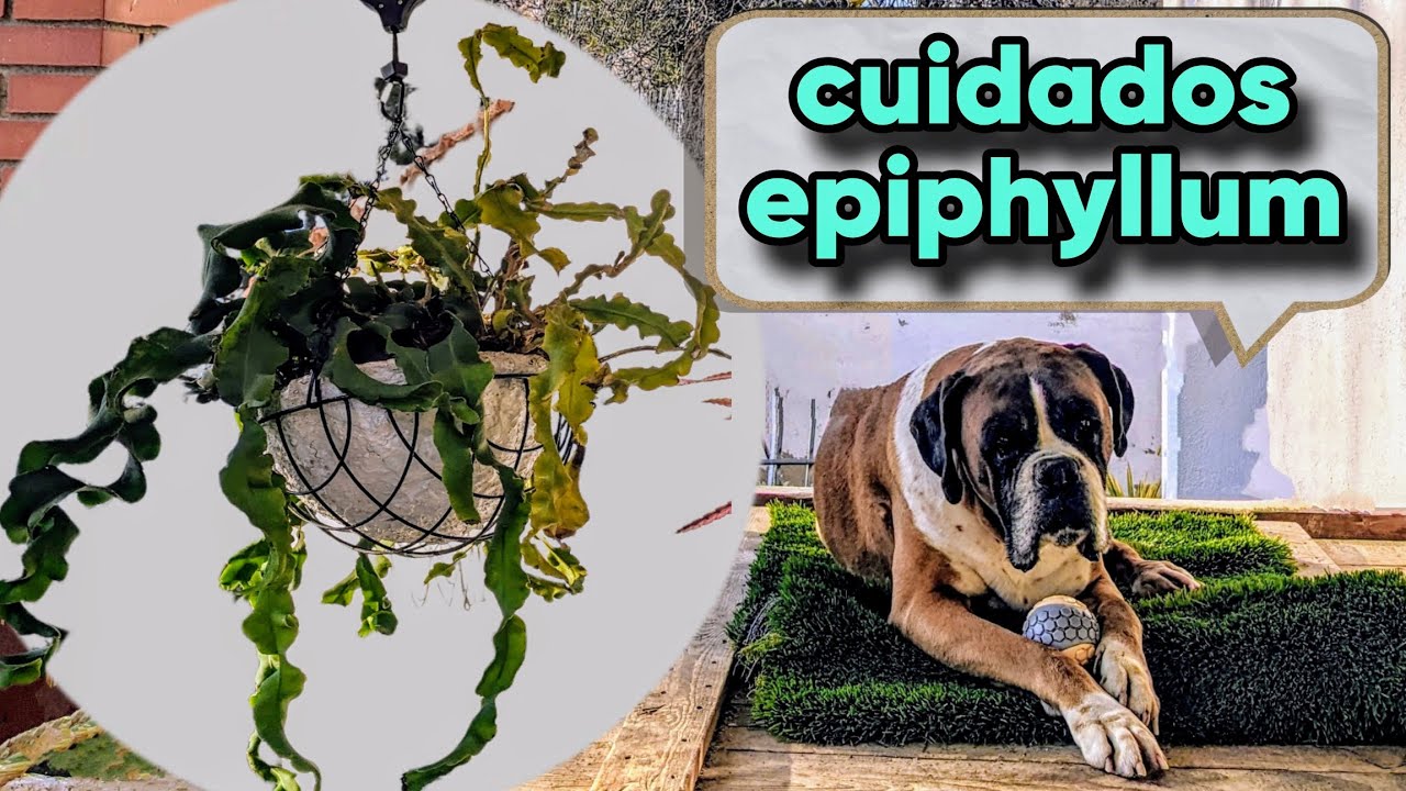 CUIDADOS epiphyllum , ESQUEJES ,SALVAR,RECUPERAR, RIEGO