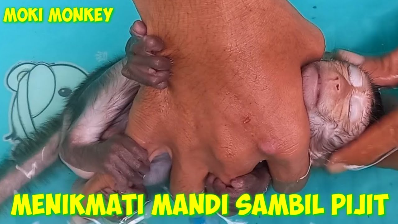 baby monkey moki enjoys bathing while being massaged #mokimonkey #monpailucu #monyetlucu