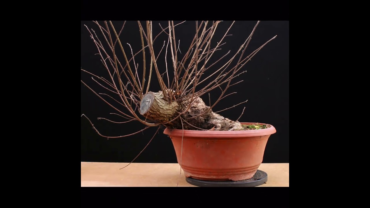 Before and After. Just 6 years…2018 to 2024! Ulmus minor/English or Field Elm bonsai
