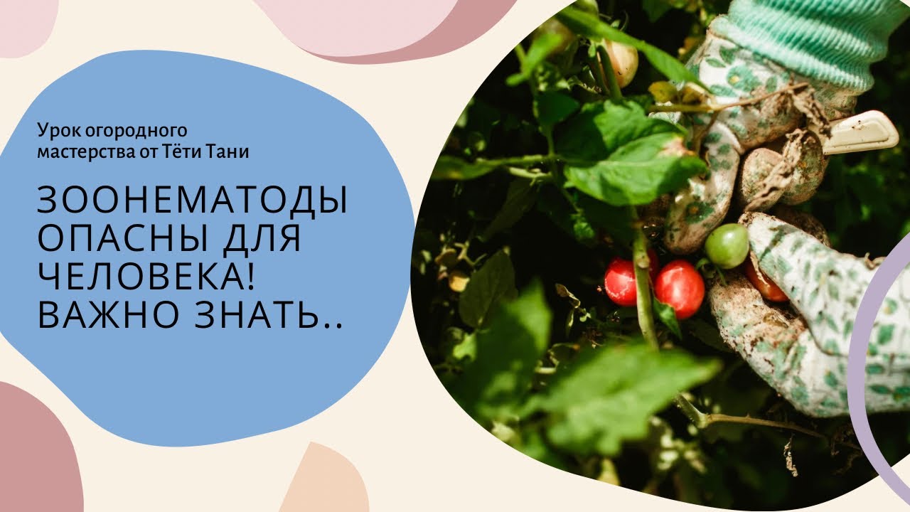 ЗООНЕМАТОДЫ ОПАСНЫ для человека.
